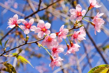 Vahşi Himalaya kiraz çiçeklerine ya da Sakura 'ya yakın