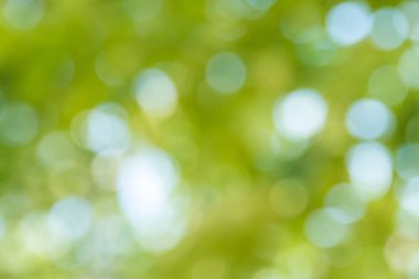 Doğal yeşil bokeh soyut arkaplan