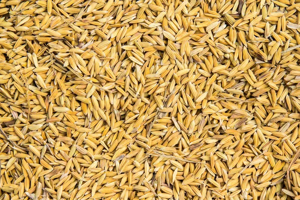 Paddy Rice Texture Background Stock Picture