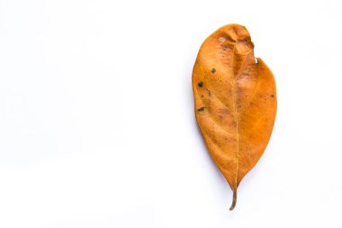 Beyaz arka plan üzerinde tek Kurutulmuş yaprak