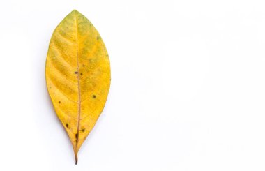 Beyaz arka plan üzerinde tek Kurutulmuş yaprak