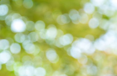 Doğal yeşil bokeh soyut arkaplan