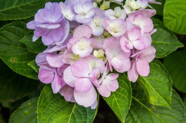 Pembe ortancaların çiçeklerini kapat