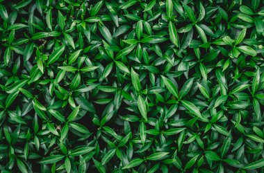 vintage filtre ile yaprak yeşil arka plan 