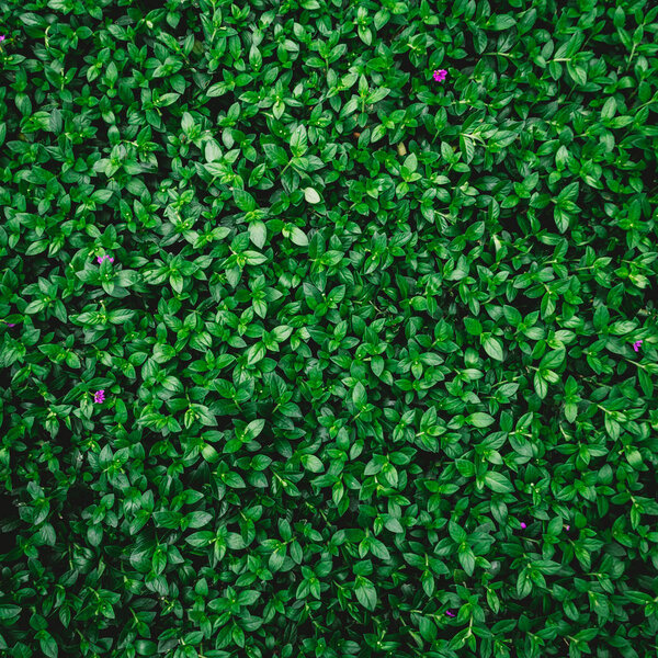 green leaf background with vintage filter 