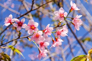 Vahşi Himalaya kiraz çiçeklerine ya da Sakura 'ya yakın