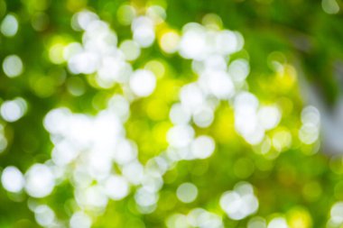 Doğal yeşil bokeh soyut arkaplan