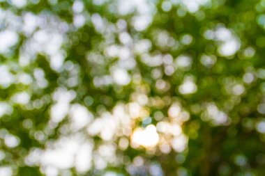 soyut doğal yeşil bulanık bokeh arka plan