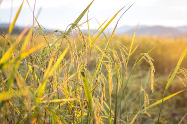 büyüyen yeşil çim alan 