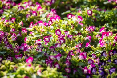 küçük mor çiçeklerile büyüyen çalı 