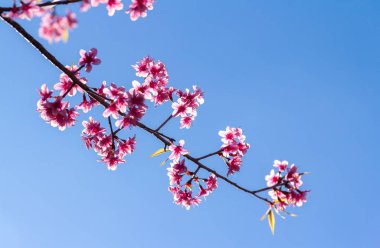 pembe çiçekler ile Bahar Çiçeği Sakura ağacı 