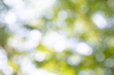 Doğal yeşil bokeh soyut arkaplan