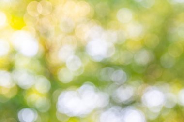 Doğal yeşil bokeh soyut arkaplan