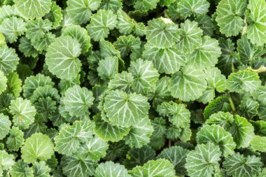 Bahçe yeşil yaprakları arka plan, tam çerçeve