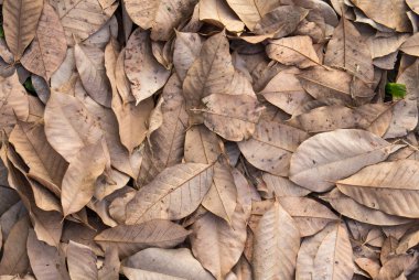 Kuru sonbahar yaprakları yerde. en üstteki görünüm