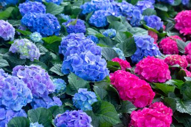 Hydrangea çiçekler, Hortensia açık havada büyüyen