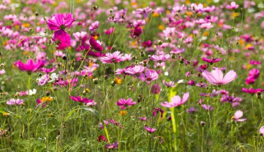 büyüyen pembe çiçek açtı 