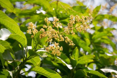 küçük çiçekler ve yeşil yaprakları ile büyüyen ağaç 