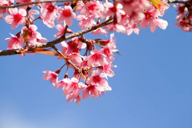 pembe çiçekler ile Bahar Çiçeği Sakura ağacı 
