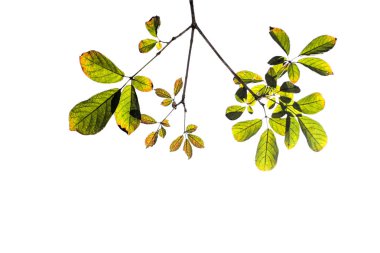 yeşil kestane yaprakları ile beyaz arka plan