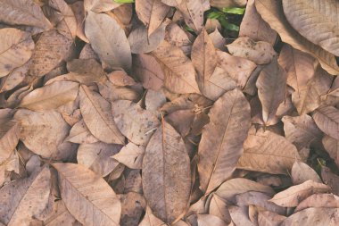 Kuru sonbahar yaprakları yerde. en üstteki görünüm