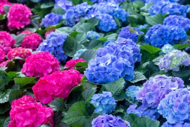 Hydrangea çiçekler, Hortensia açık havada büyüyen