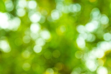 Doğal yeşil bokeh soyut arkaplan