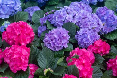 Hydrangea çiçekler, Hortensia açık havada büyüyen