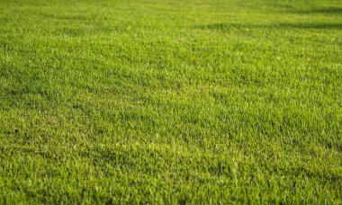 yeşil çim arka plan, tam çerçeve yeşillik doku, alan