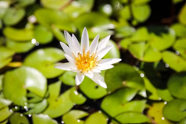 White Lotus Flower Pond Water Green Leaves — Stock Photo, Image