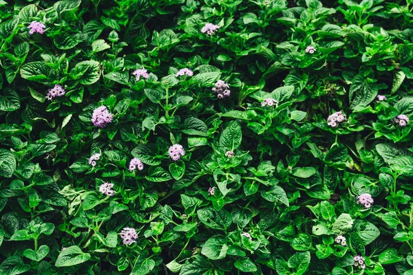 Horizontale Full Frame Afbeelding Van Bush Met Groene Bladeren Bloemen — Stockfoto