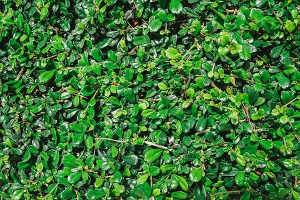 Grüne Blätter Hintergrund Mit Vintage Filter — Stockfoto