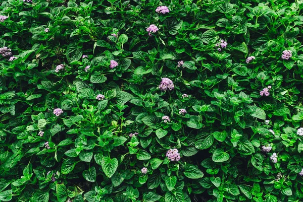 Horisontell Full Frame Bild Buske Med Gröna Blad Och Blommor — Stockfoto
