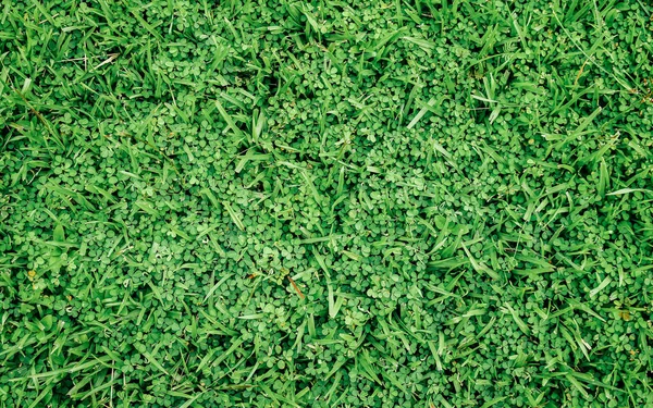 Green Grass Texture Background — Stock Photo, Image