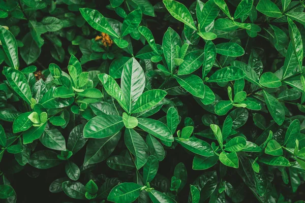 Растущий Куст Зеленые Листья Фона Полная Рамка — стоковое фото
