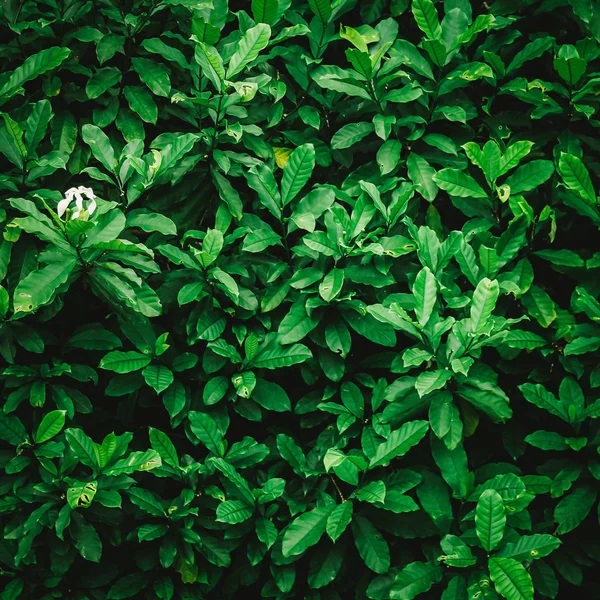 Растущий Куст Зеленые Листья Фона Полная Рамка — стоковое фото