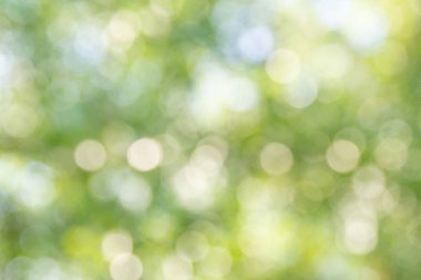 Doğal yeşil bokeh soyut arkaplan