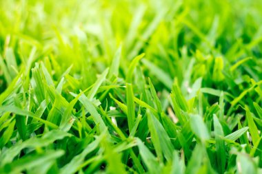 yeşil çimen dokusu arkaplanı