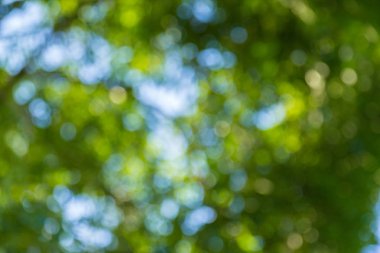 Doğal yeşil bokeh soyut arkaplan