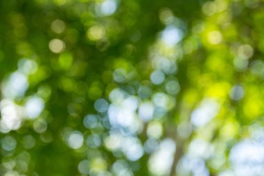 Doğal yeşil bokeh soyut arkaplan