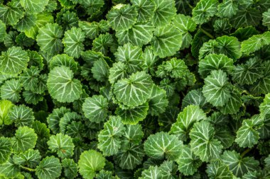 Bahçe yeşil yaprakları arka plan, tam çerçeve