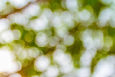 Doğal yeşil bokeh soyut arkaplan