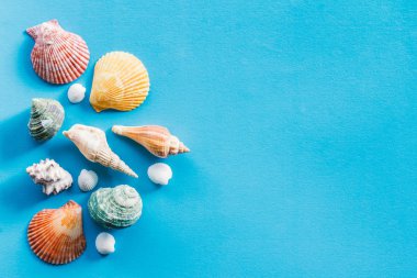 mavi arka planda izole sualtı deniz kabukları 