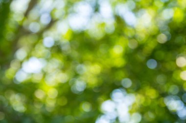 Doğal yeşil bokeh soyut arkaplan