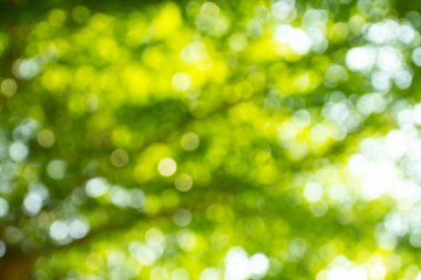 Doğal yeşil bokeh soyut arkaplan