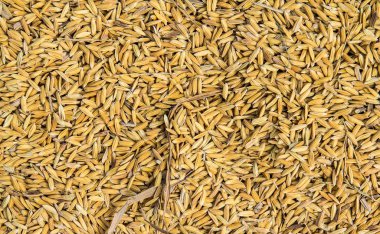 arka plan için altın Paddy pirinç dokusu