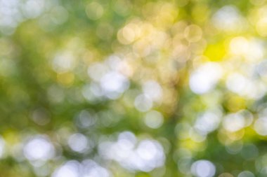 Doğal yeşil bokeh soyut arkaplan