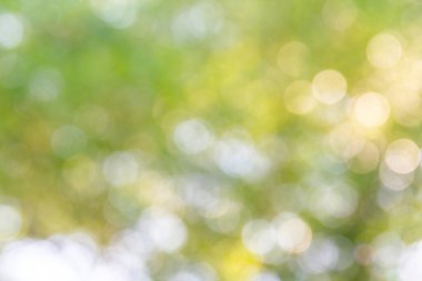 Doğal yeşil bokeh soyut arkaplan