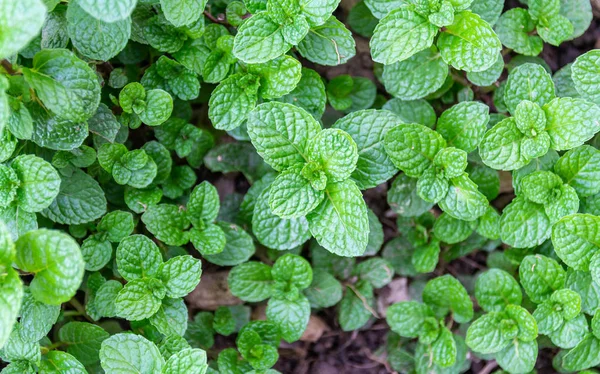 Tuinieren Groene Mint Bladeren Achtergrond Volledige Frame — Stockfoto