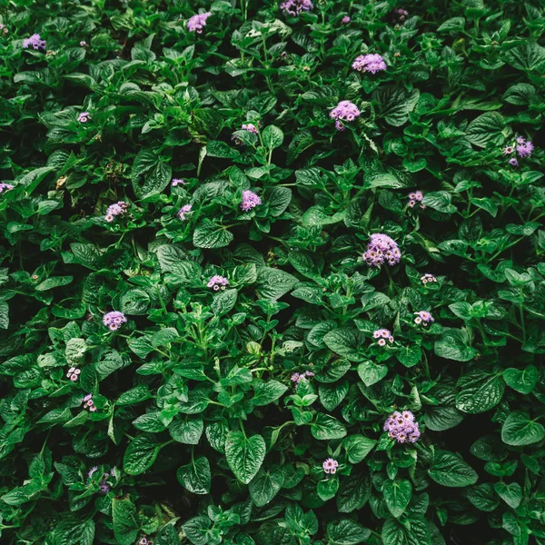 Full Frame Bild Buske Med Gröna Blad Och Blommor — Stockfoto